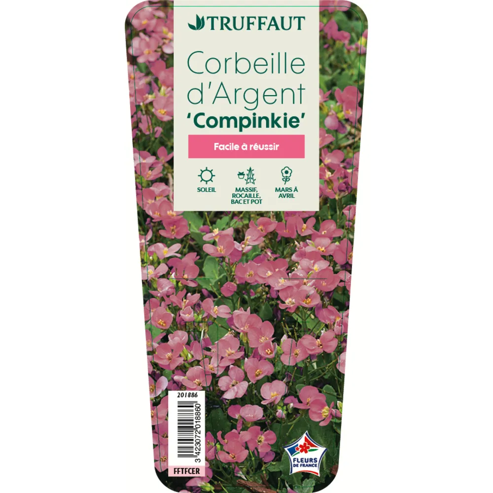 Arabette compinkie : godet vert