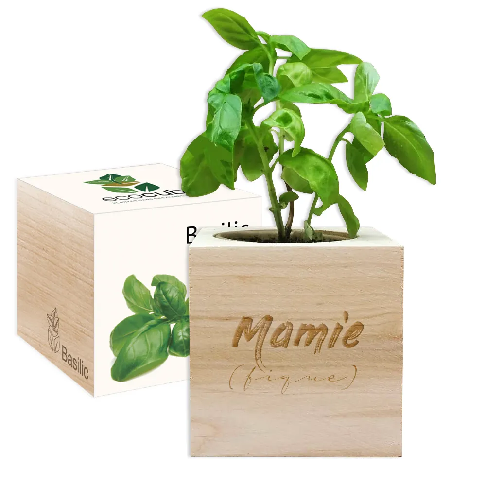 EcoCube Mamie (fique)